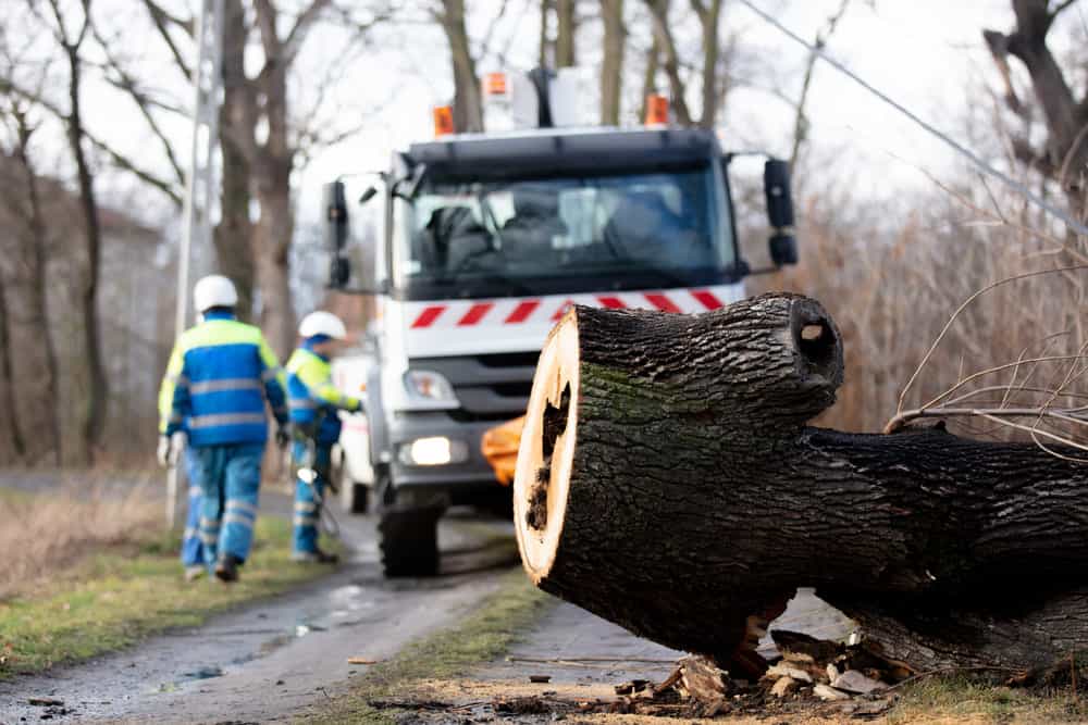 Emergency Tree Services Johnsons City TN