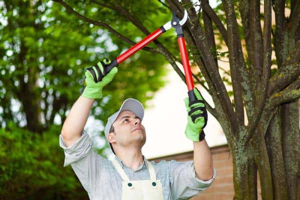 Tree Pruning Service Johnson City